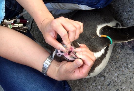 うらがわ探検ペンギンくちばし