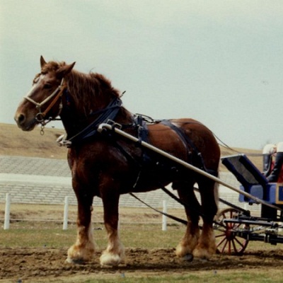 馬車