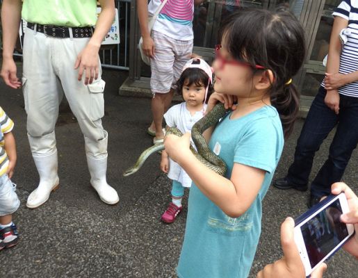 アオダイショウのふれあい