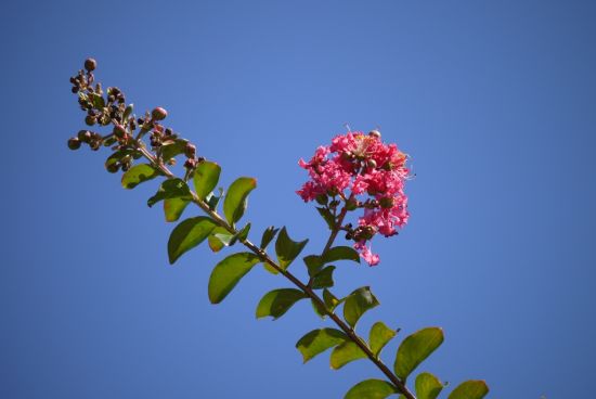 サルスベリ開花