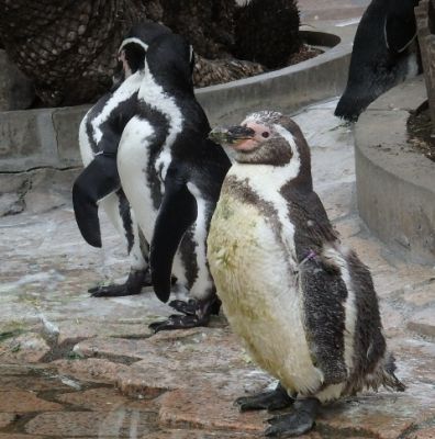 換羽後のペンギン