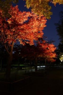 行船公園紅葉夜景モミジ並木3