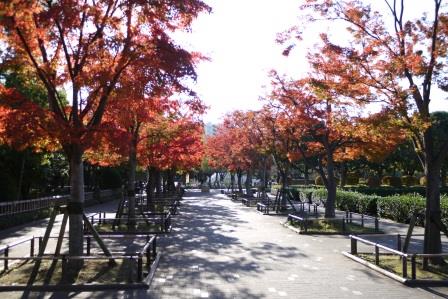 行船公園紅葉モミジ並木昼