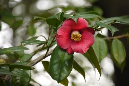 ヤブツバキ開花