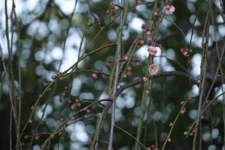 シダレウメ開花