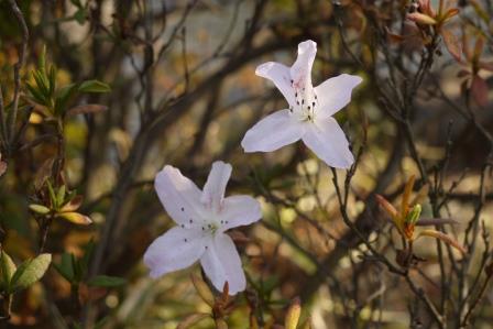 ヒラドツツジ開花2