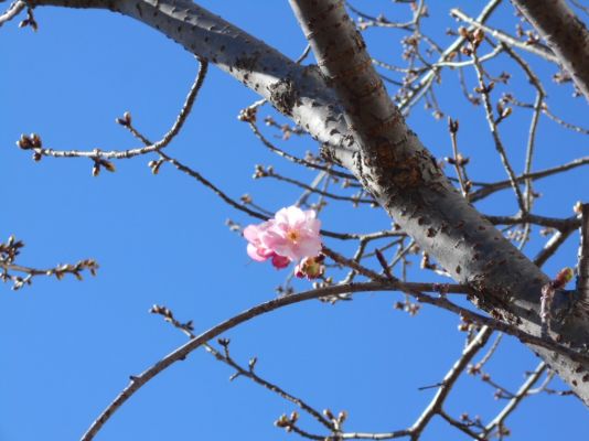 枝先に可愛らしく咲いています