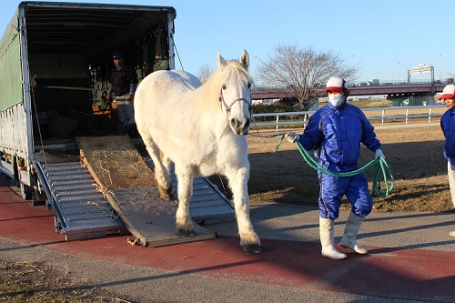 新馬搬入