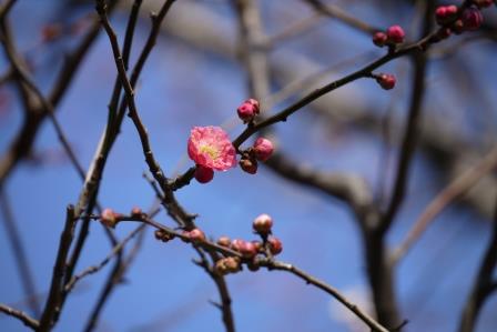 おもいのまま紅花