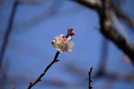 おもいのまま白花