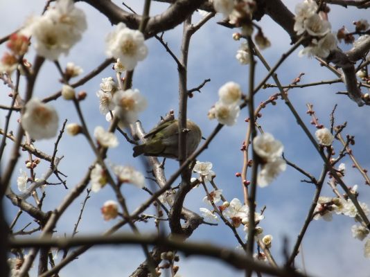 春江の森