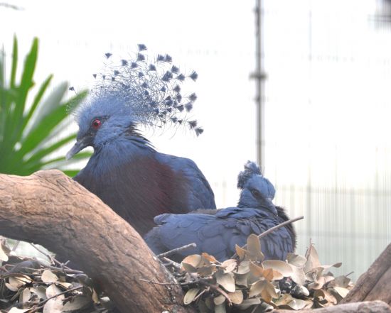 オウギバトの巣立ち