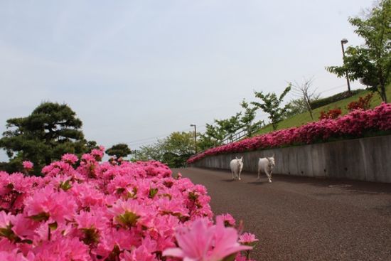 ヤギとつつじ