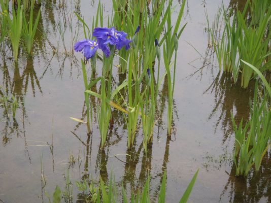 菖蒲の一番花