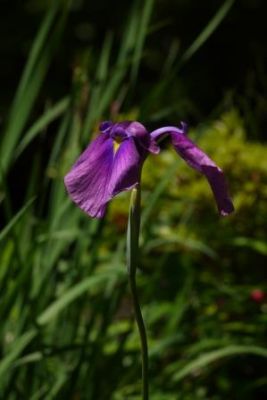 ショウブ一番花