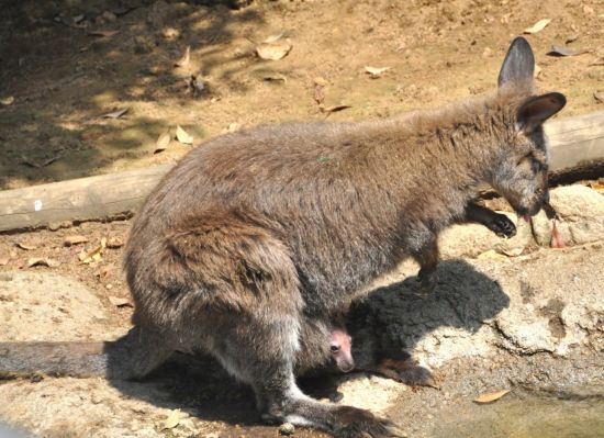 ワラビーの赤ちゃん