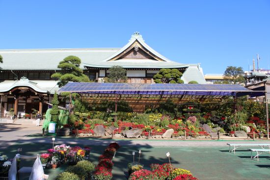 善養寺「影向菊花展」