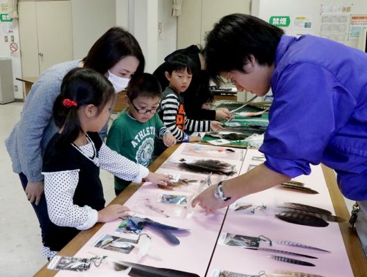 羽の展示解説