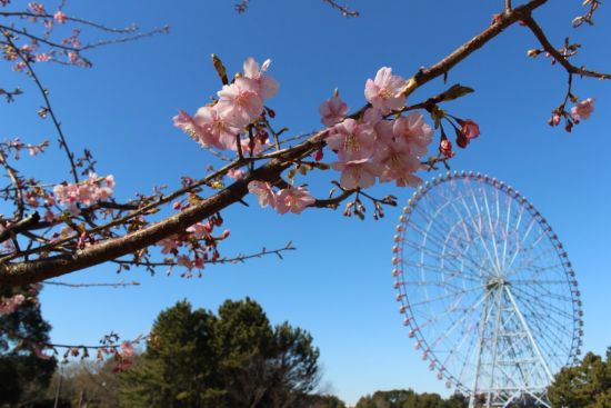 河津桜