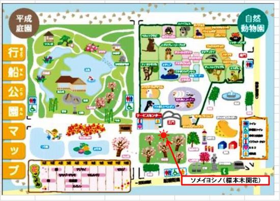 ソメイ開花map