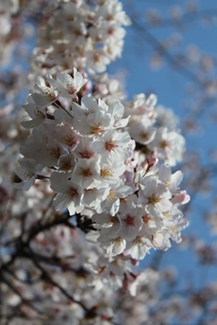 桜