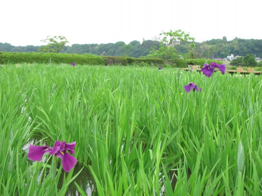 花菖蒲