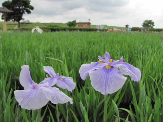 花菖蒲