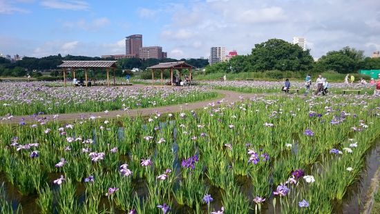 花菖蒲