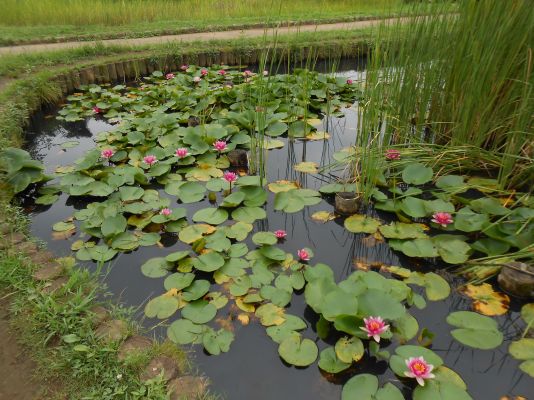 蓮の花