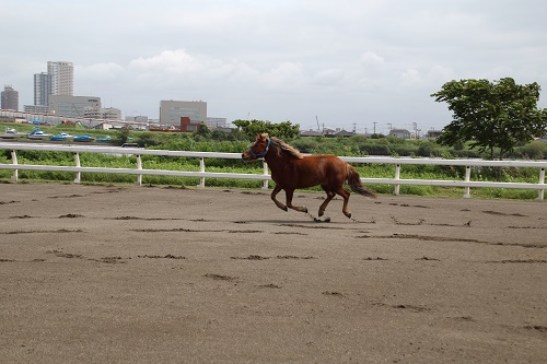 走る大豆