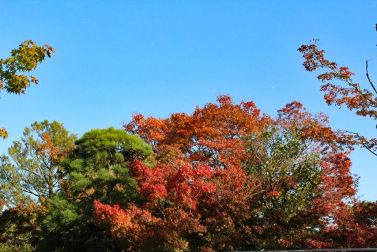 平成庭園紅葉