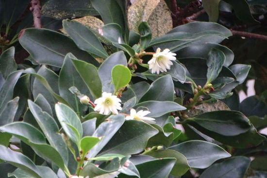 葛西の四季折々（7）「秋の葛西」 - 花とみどりのボランティア/環境