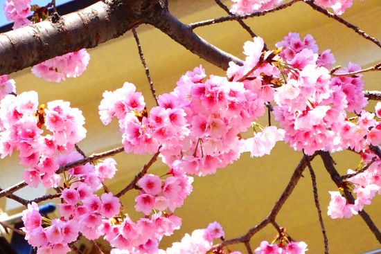 葛西の四季折々（11）「大寒桜」 - 花とみどりのボランティア/環境