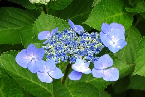 Anapia Antonini  花の市場　サインあり 38159-109-