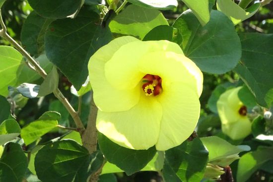 ヨウ花芽　⑧大玉グァバ 紅　耐寒性 楽天市場】赤実グアバ苗の通販