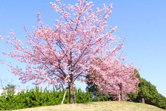 桜花 葛西の四季折々（11）「大寒桜」 - 花とみどりのボランティア/環境