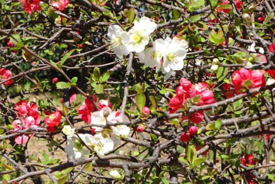 葛西の四季折々（37）「3月の草花」 - 花とみどりのボランティア