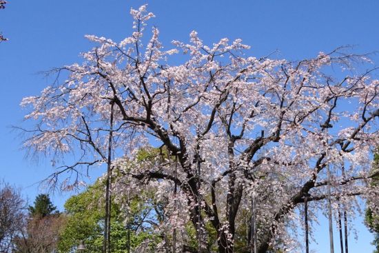 葛西の四季折々（38）「行船公園の枝垂れ桜」 - 花とみどりの