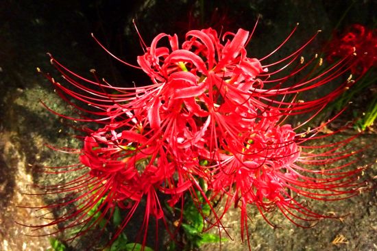 葛西の四季折々（54）「ヒガンバナ」 - 花とみどりのボランティア