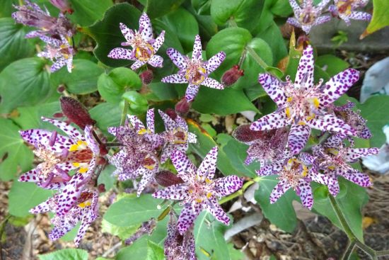 葛西の四季折々（56）「10月の草花（2）」 - 花とみどりの