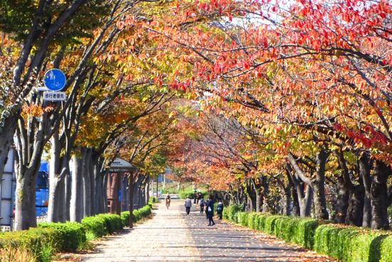 高雄紅葉　京楽四季　水彩画 赤い橋 高雄紅葉 京楽四季 水彩画 赤い橋