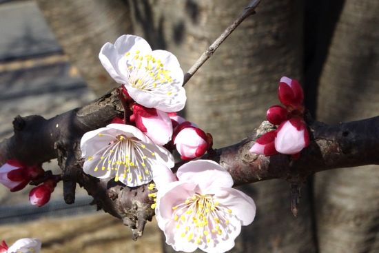 葛西の四季折々（63）「2月の梅」 - 花とみどりのボランティア/環境