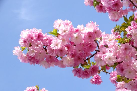 【希少】江戸の花 大正4年 3月から開催していた『フラワーフェスティバル2025』は、本日で
