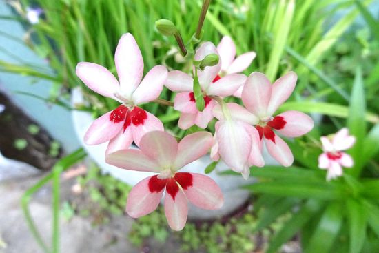 21年05月のみんなの花とみどりのアルバム 花とみどりの応援団 公益財団法人 えどがわ環境財団