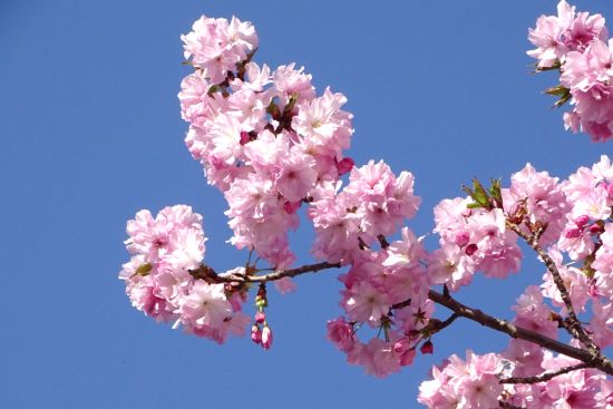 里桜 セール】フラワーフロッキーワンピース148433（ワンピース）｜Andemiu