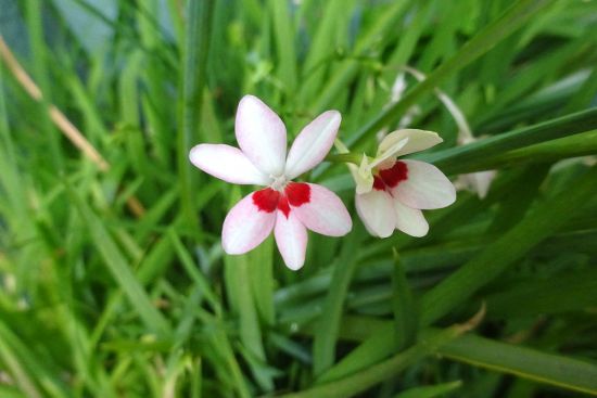葛西の四季折々(98)「5月下旬の草花」 - 花とみどりのボランティア