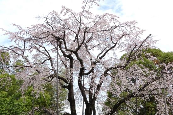 関連画像