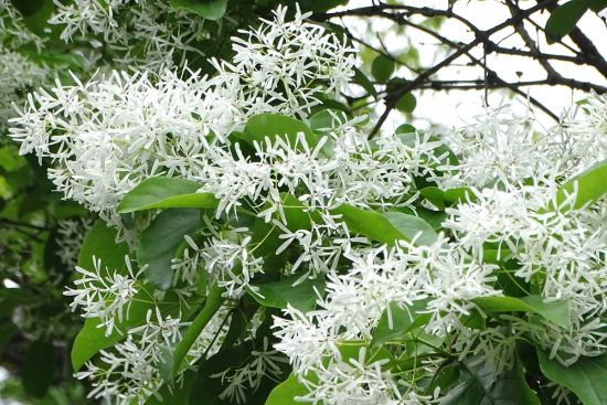 2024年05月のみんなの花とみどりのアルバム - 花とみどりの