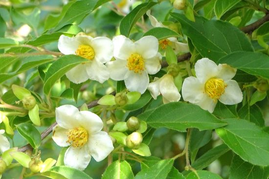 花＊花 八重咲きハイビスカス 