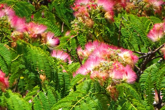【希少】江戸の花 大正4年 2025 【世界一！】片貝まつり 正四尺玉＋正三尺玉3発 片貝花火